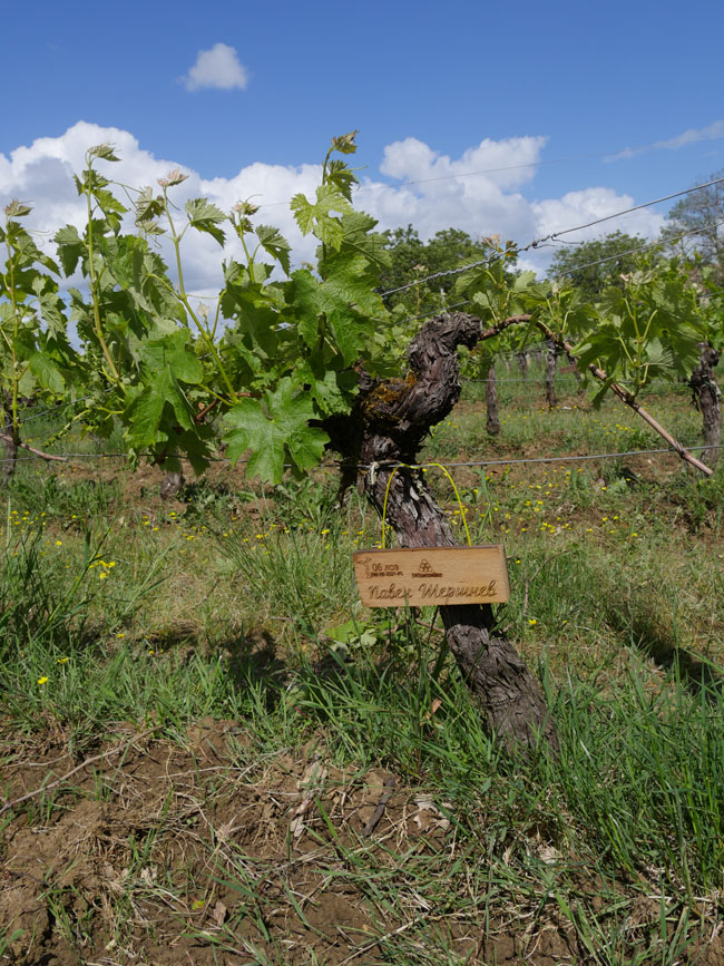 Виноградник на урожай